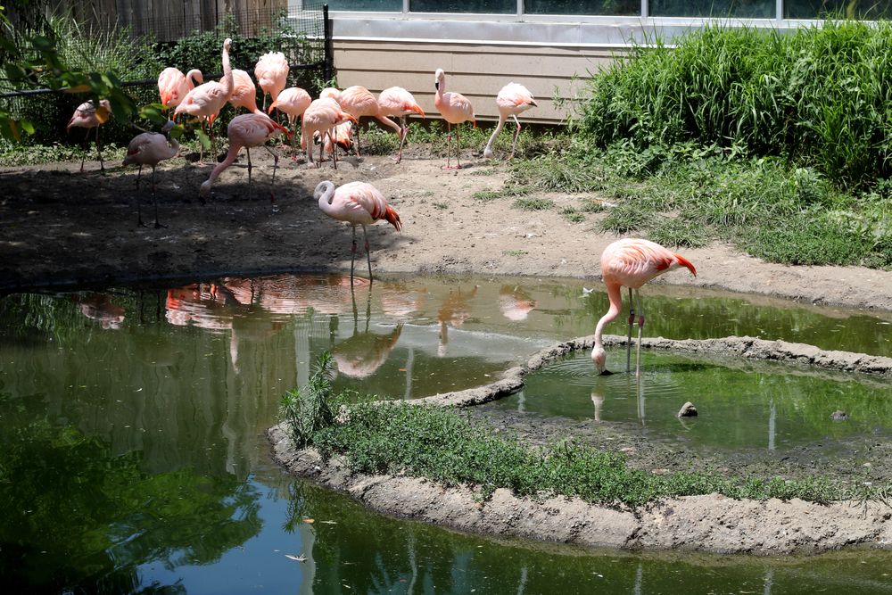Flamingos at Blank Park Zoo