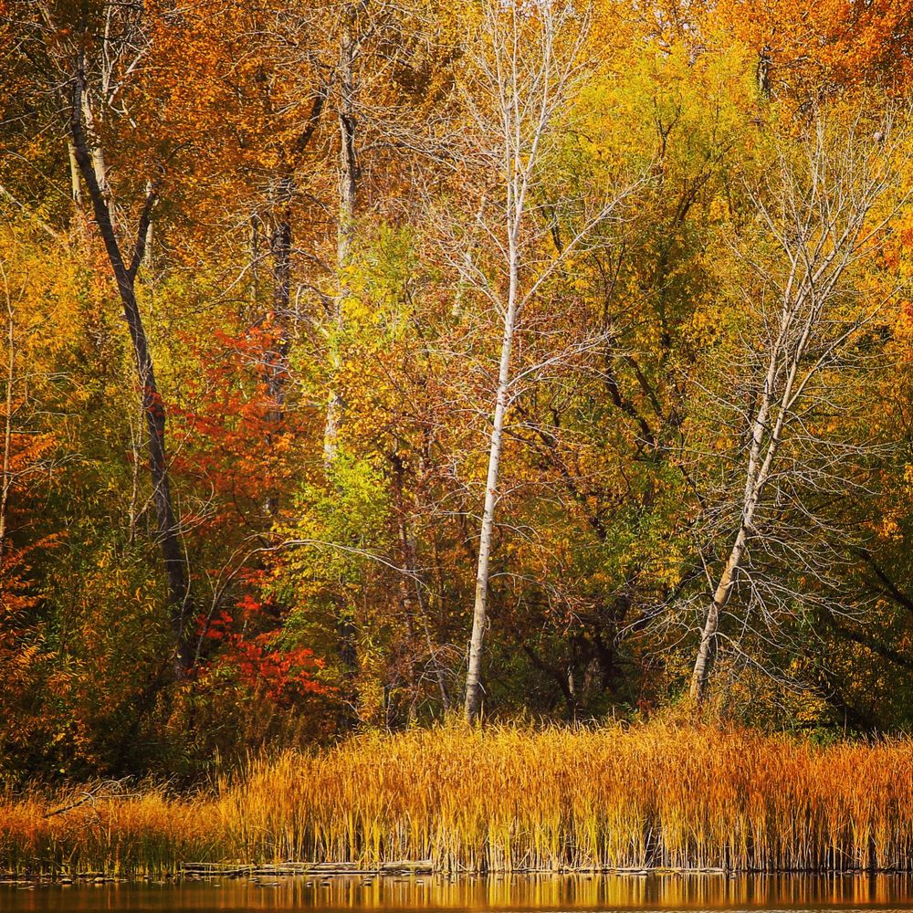 Boise River Greenbelt during fall