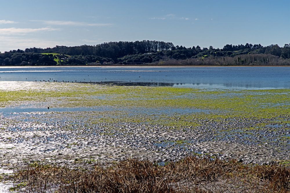 Bolinas Lagoon Nature Preserve's marsh