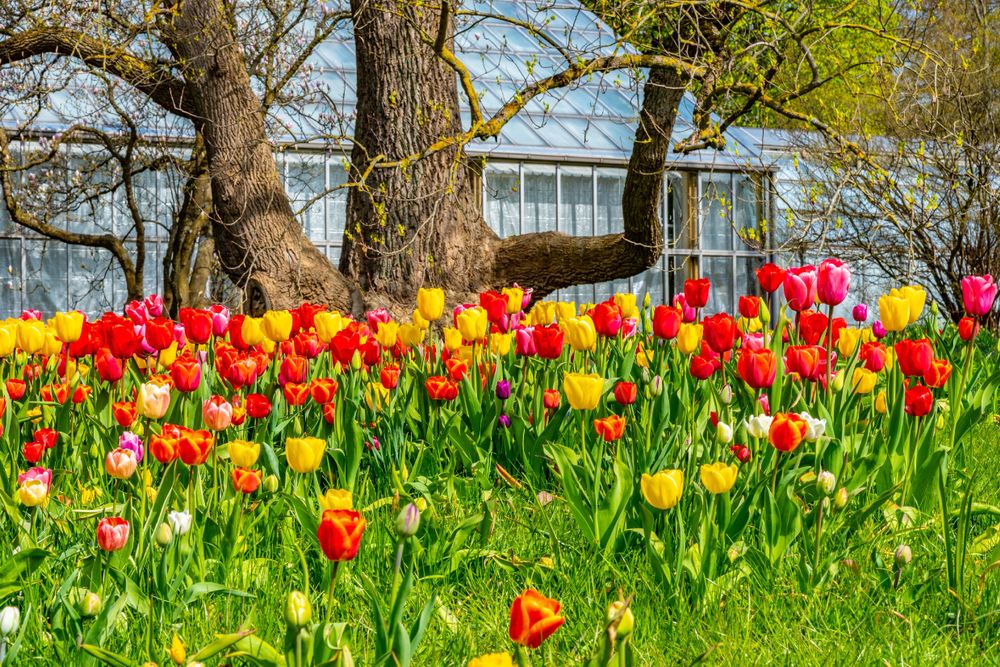 Colorful tulips at a Botanical Garden in Lund
