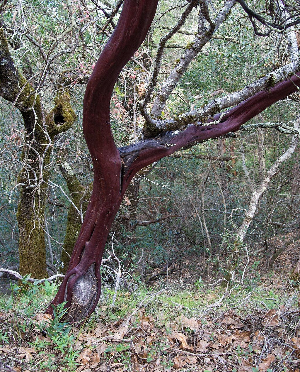 Nature view of Bothe-Napa Valley State Park