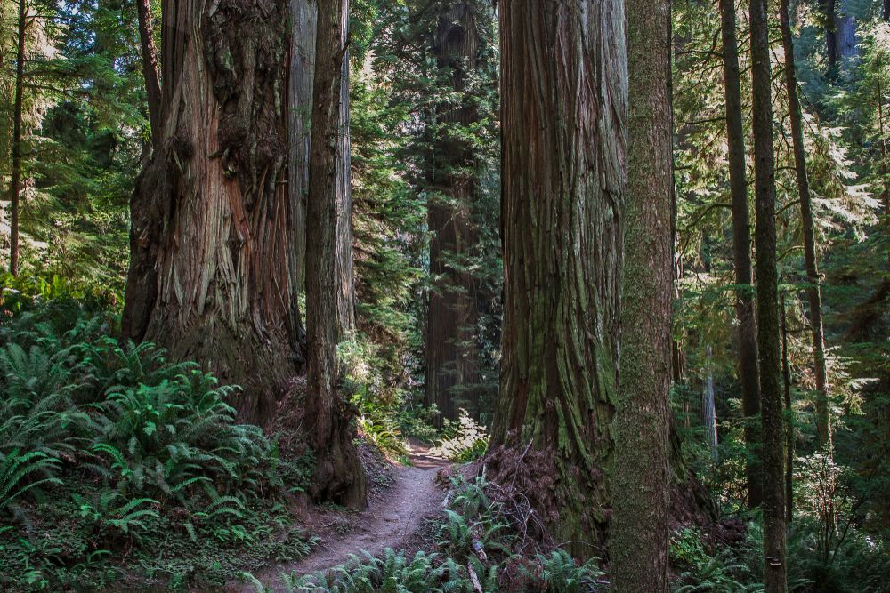 Dusty narrow path at Boy Scout Big Tree Trail