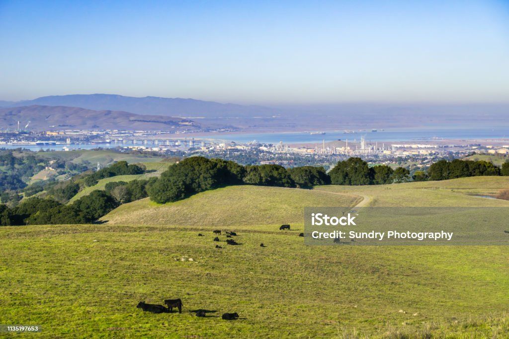 Cattles at the Briones Regional Park