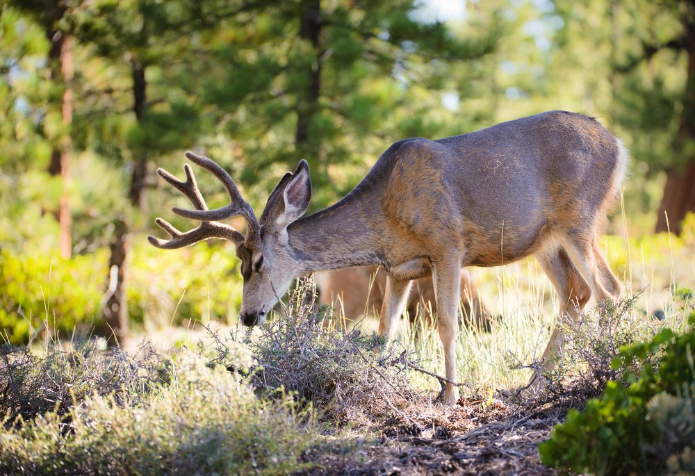 Mule deer at Bryce Canyon