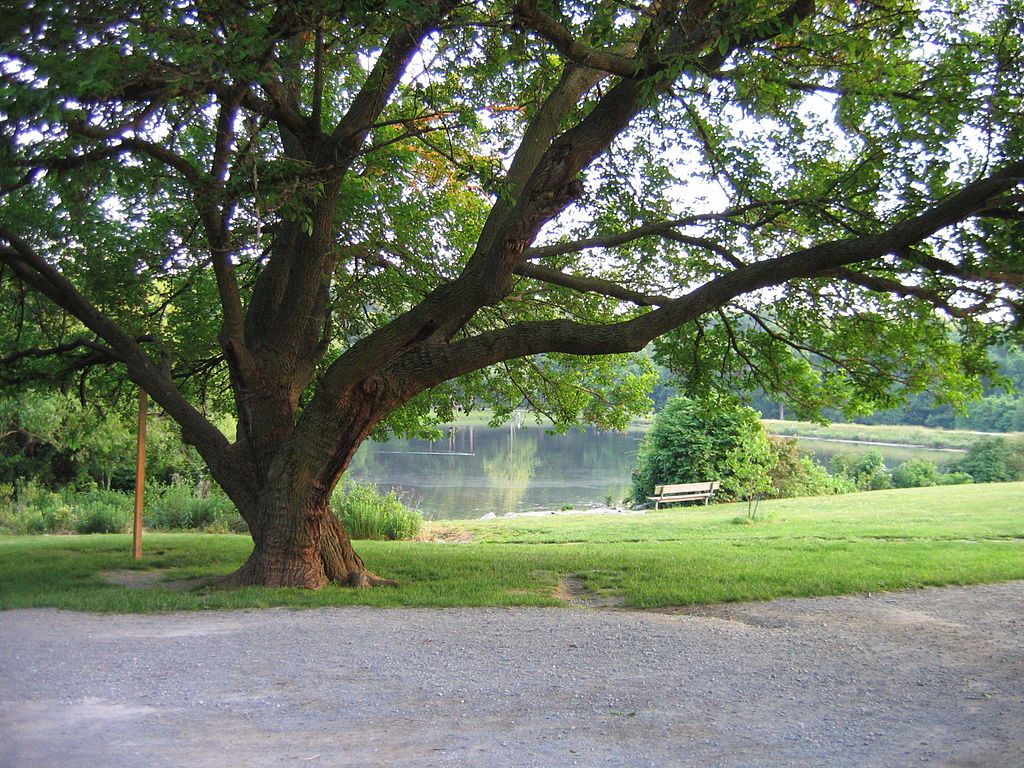 Scenic view of Buddy Attick Lake Park