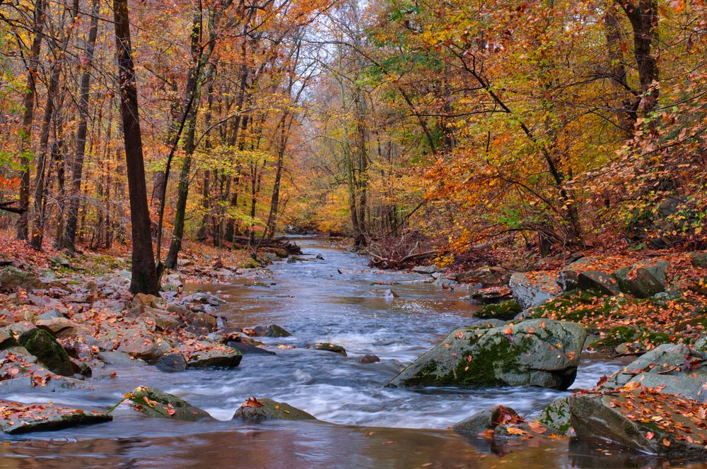 Creek flowing through the woods at Bynum Run Park during Autumn