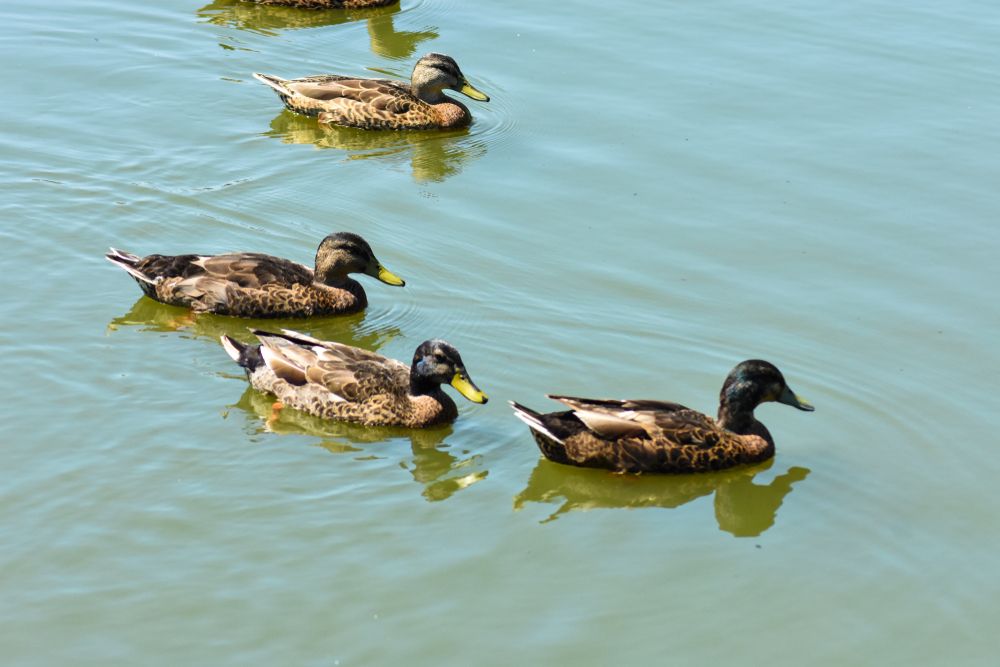 Ducks swimming in a pond at Bynum Run Park
