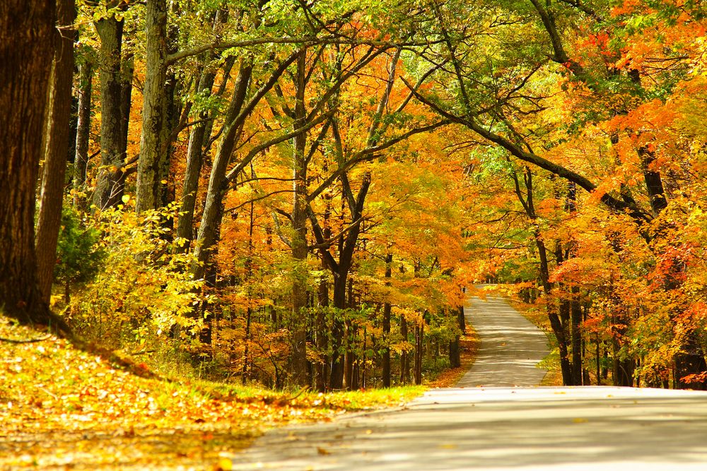 Brown County State Park's road lines with trees