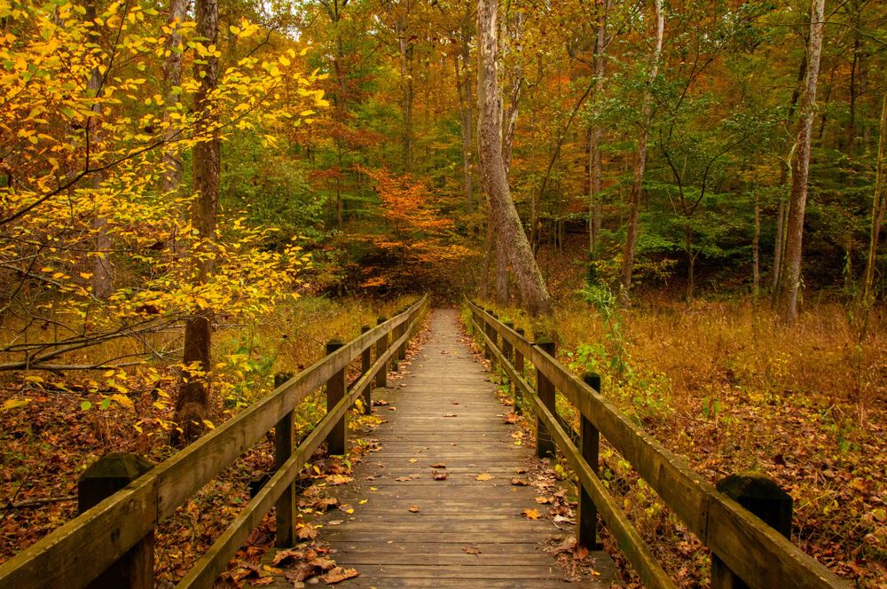 A boardwalk at Brown County State Park