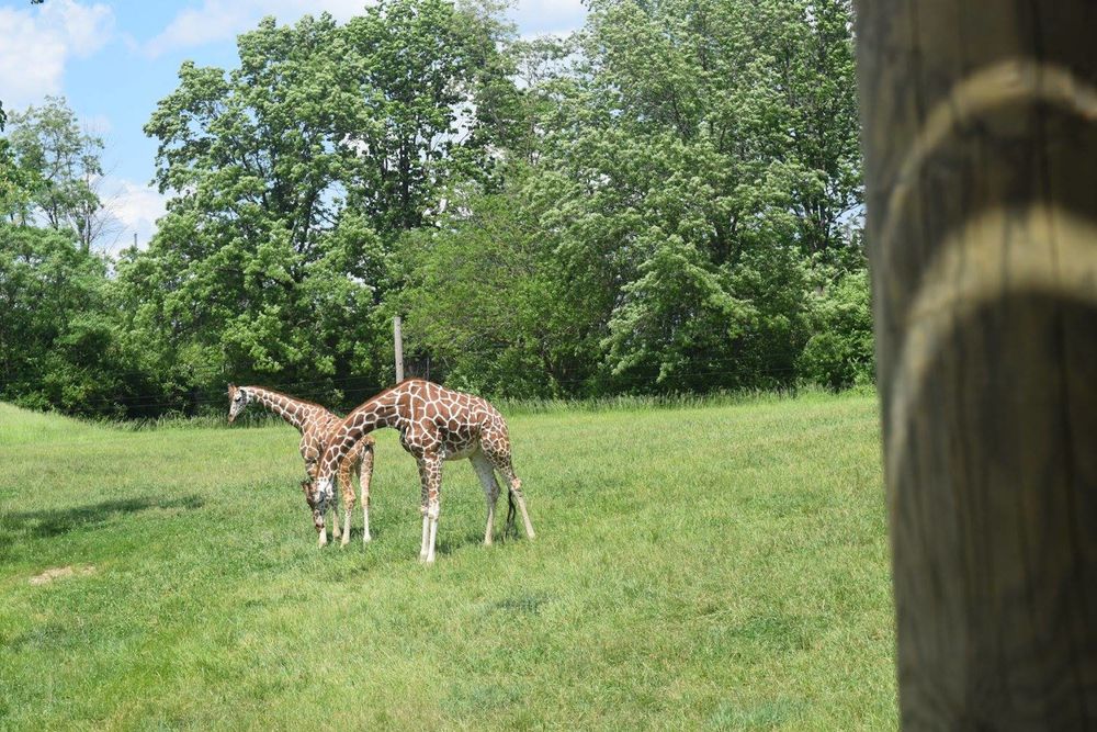 Giraffes at Fort Wayne Children's Zoo