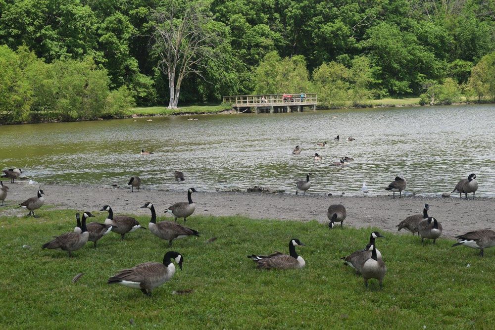 Flock of ducks at Fort Wayne Children's Zoo