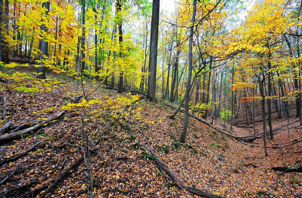 Nature trail of Hoosier National Forest