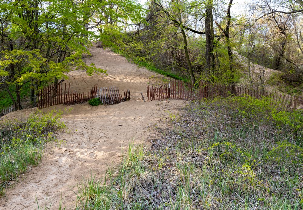 Nature trail of Indiana Dunes State Park