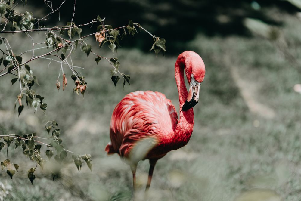A pretty flamingo at Indianapolis Zoo