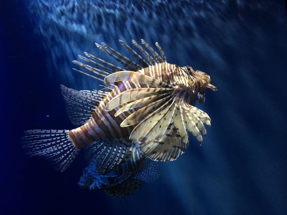 A unique marine animal in Indianapolis Zoo's aquarium