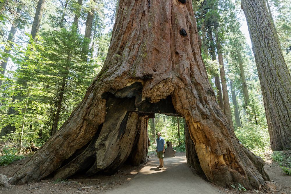 Calaveras Big Trees State Park