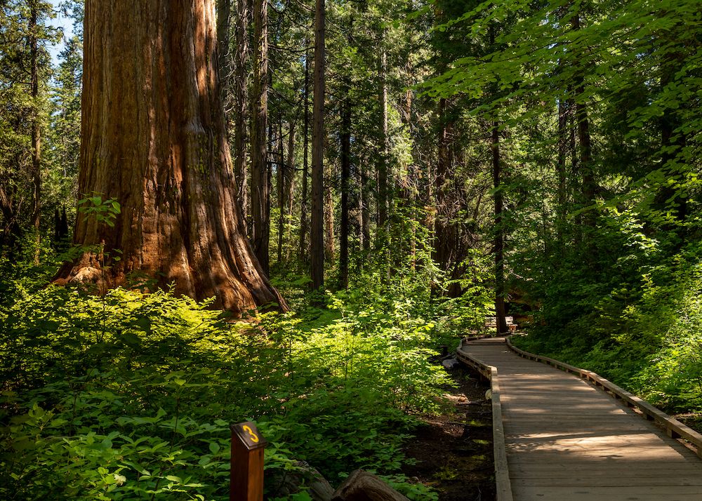 Calaveras Big Trees State Park