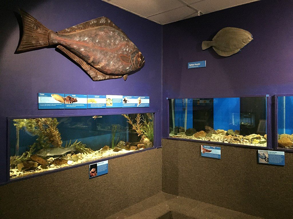 Aquarium at Cape Cod Museum of Natural History