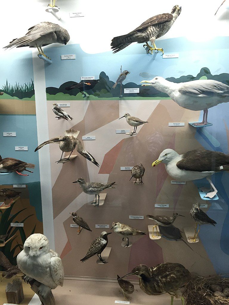 Exhibit of birds at Cape Cod Museum of Natural History