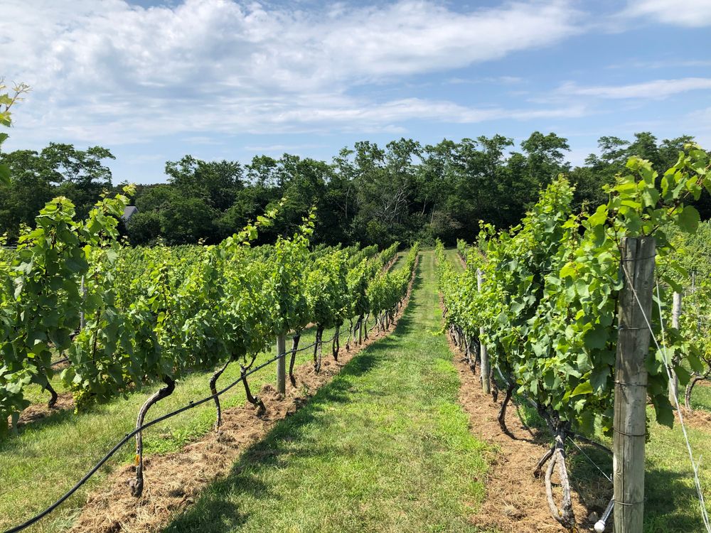 Vineyard at Cape Cod Winery