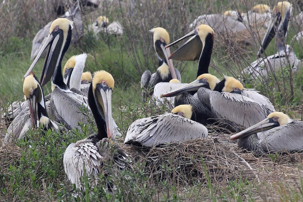 Pelicans resting in Cape Lookout National Seashore