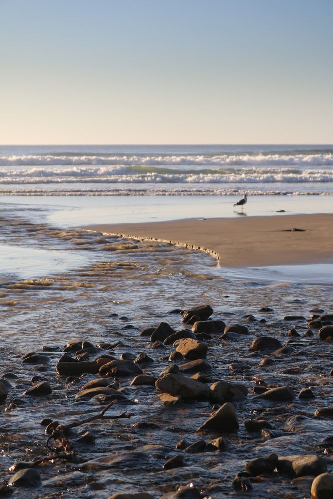 A bird walking on the shores at Cape Lookout State Park