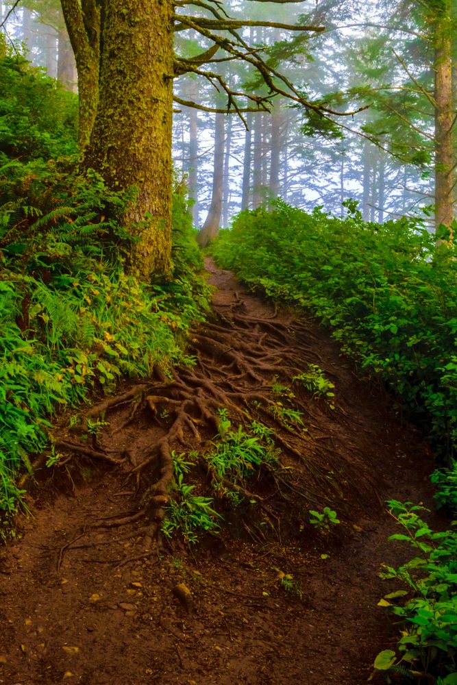 Nature trail at Cape Lookout State Park 