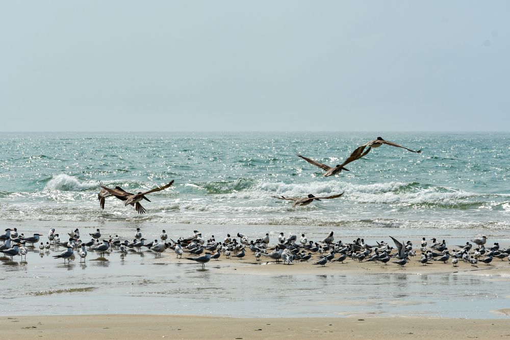 Pelicans in Cape Lookout
