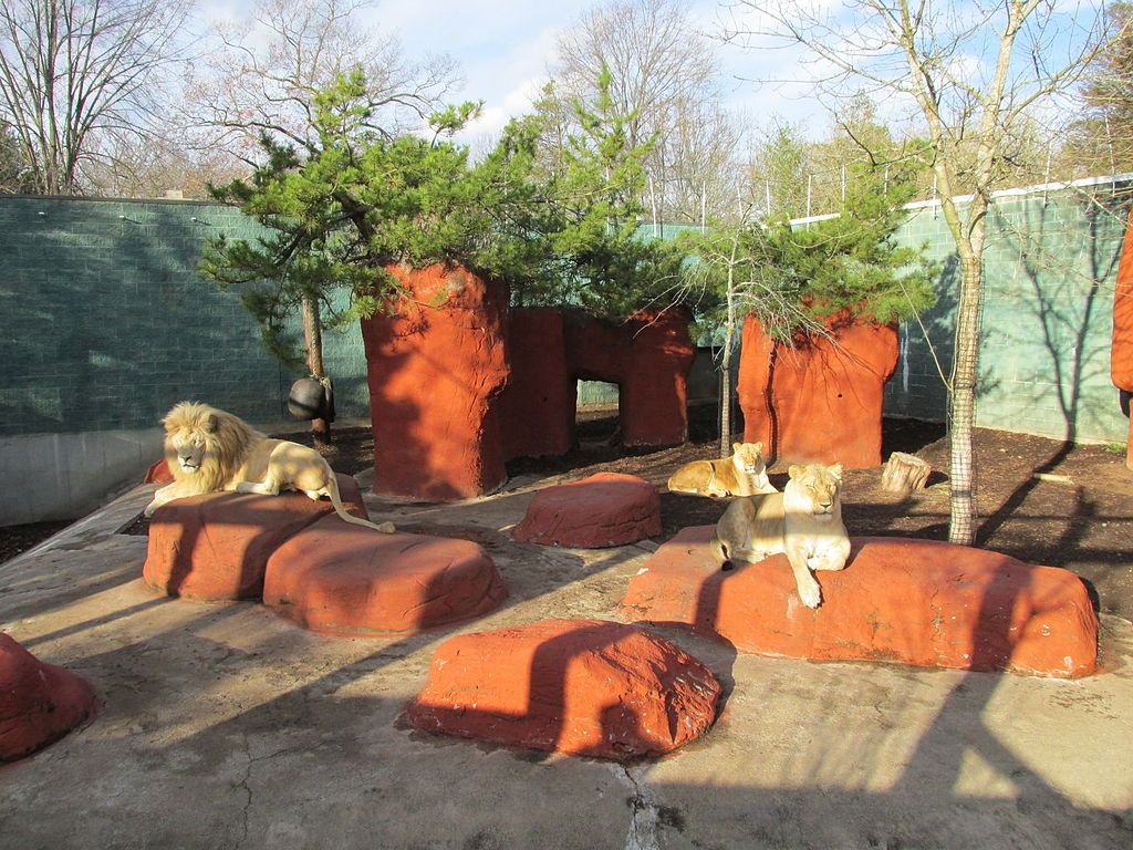 Lions at Capron Park Zoo