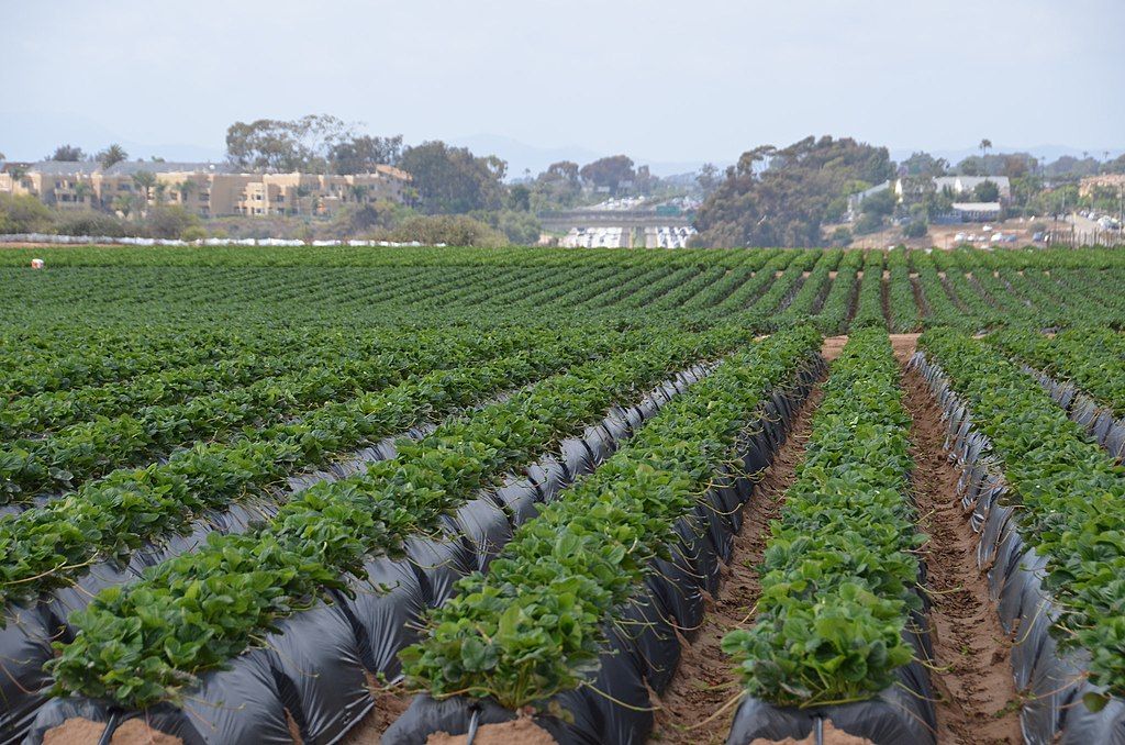 Strawberry field at Carlsbad