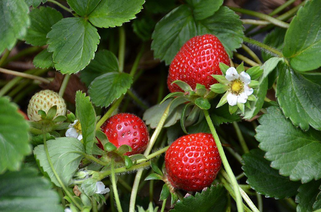 Strawberries at Carlsbad Strawberry Company