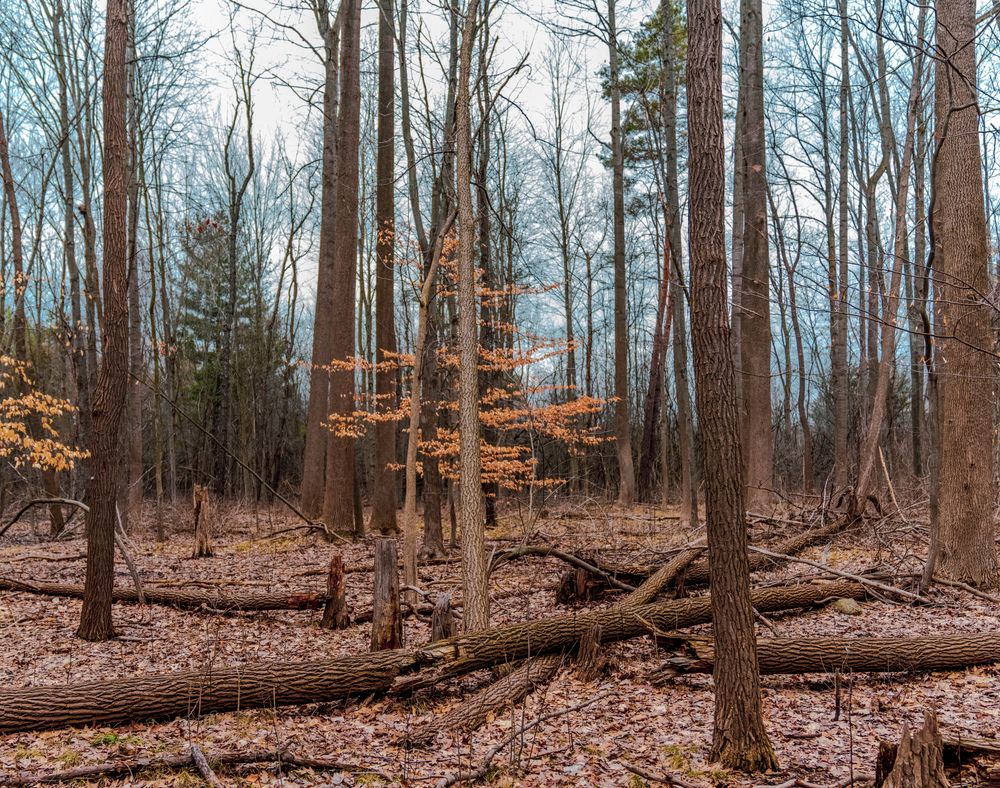 Tall trees at the Carpenter Lake Nature Preserve in Southfield