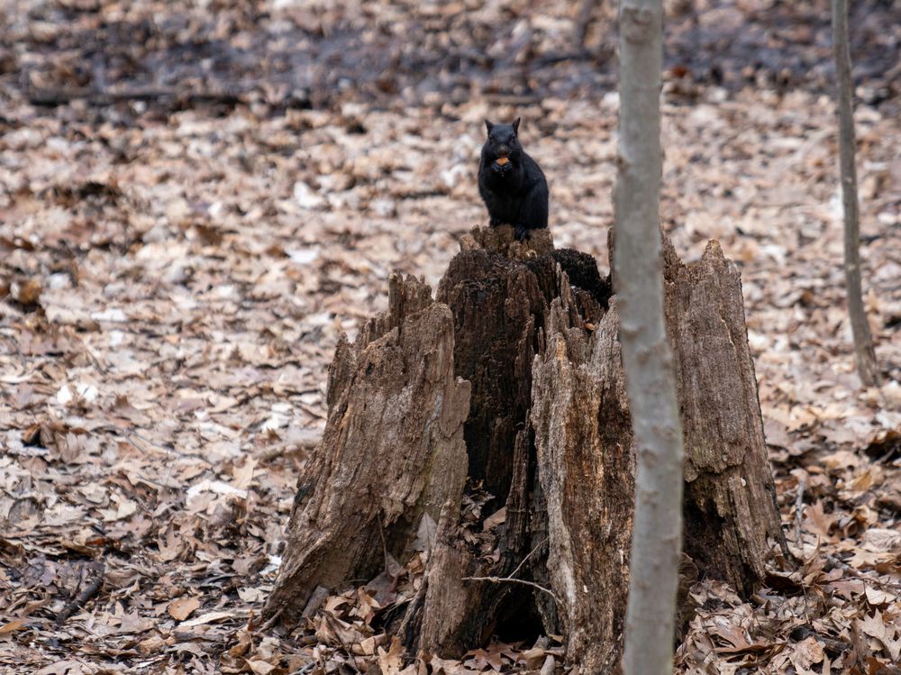 Black squirrel at the Carpenter Lake Nature Preserve in Southfield