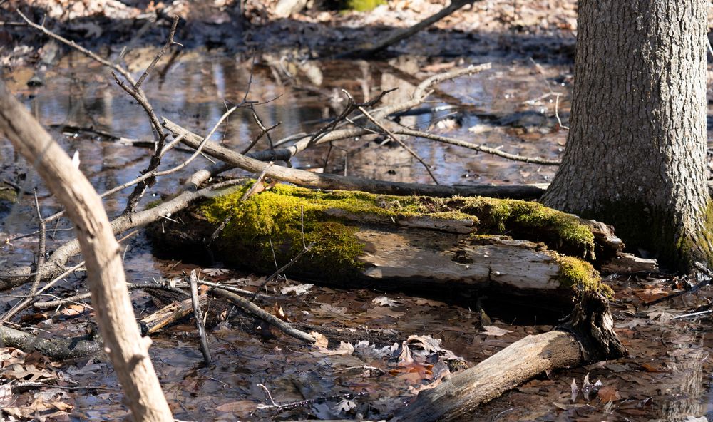 Carpenter Lake Nature Preserve at Farmington Hills