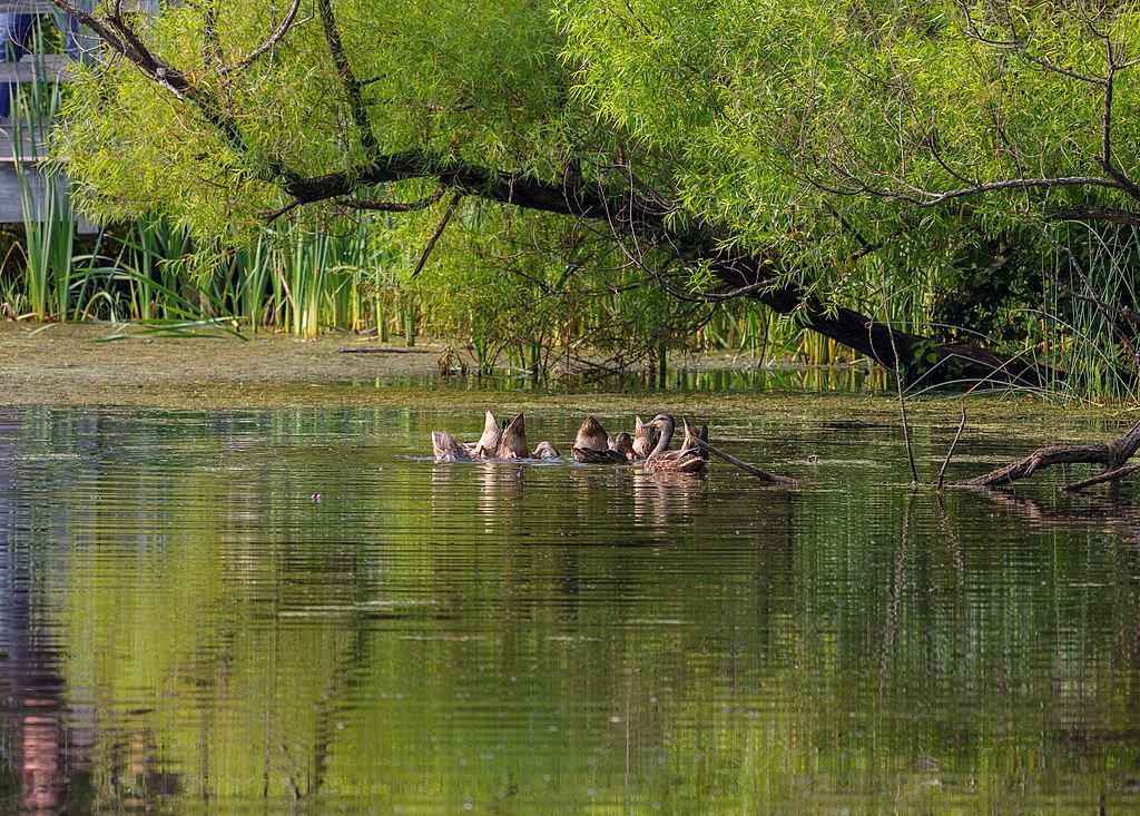 Ducks swimming on a pond at Carriage Hill MetroPark