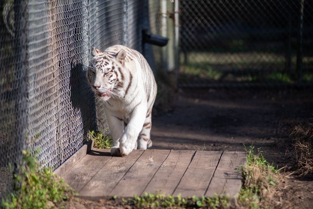 White tiger at Catty Shack Ranch Sanctuary