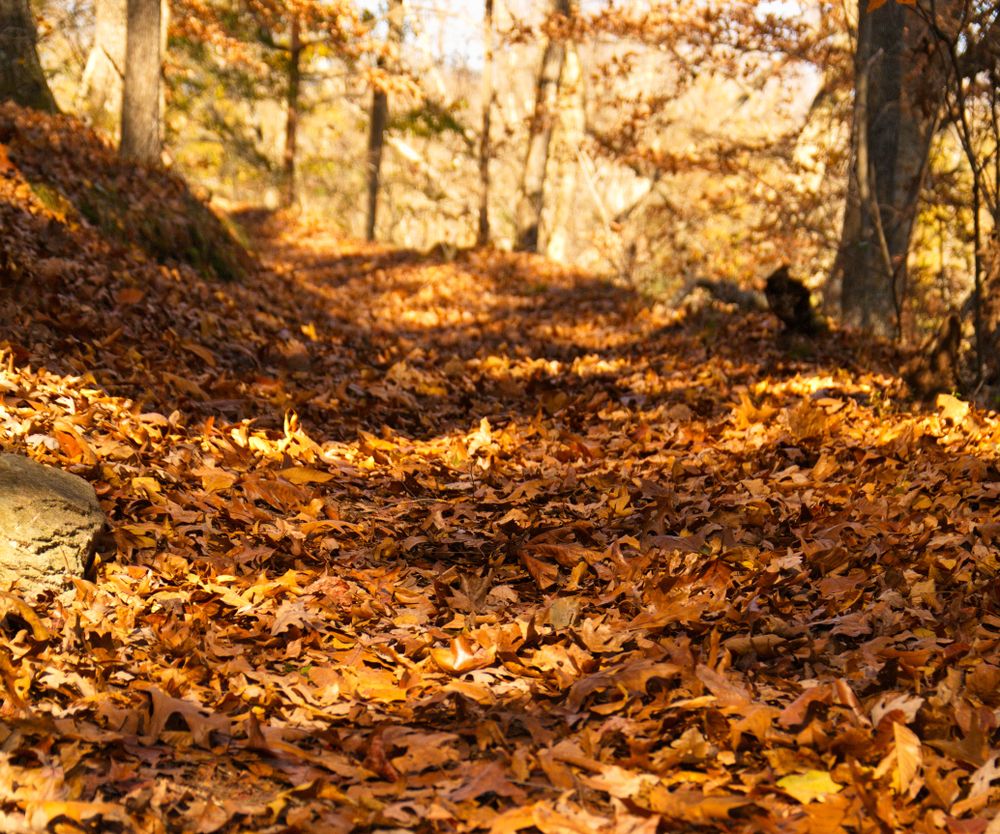 Hiking trail at the Cedar Falls Park