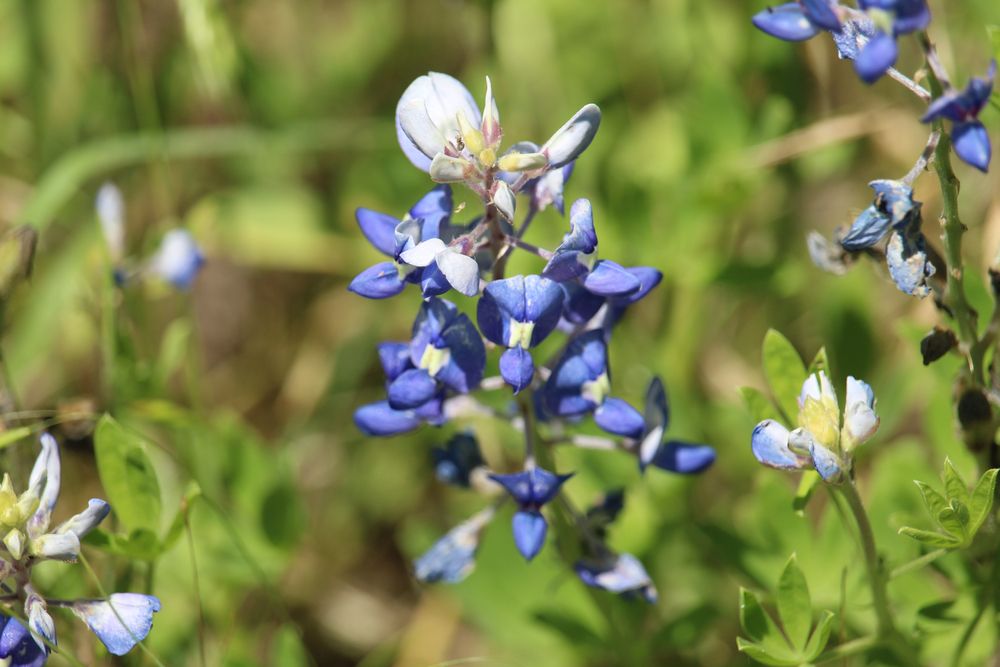 Beautiful flowers in Cedar Hill State Park