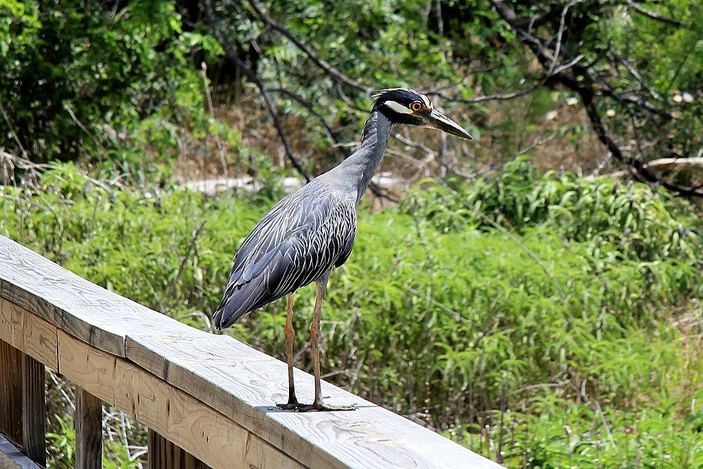 Heron at Cedar Hill State Park