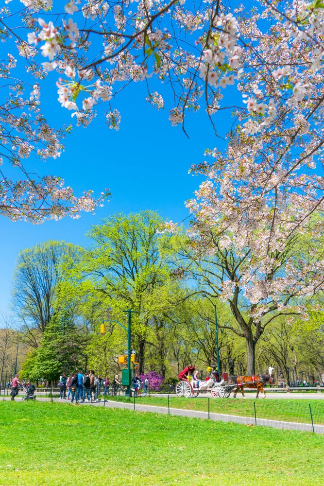 Stunning view of Central Park