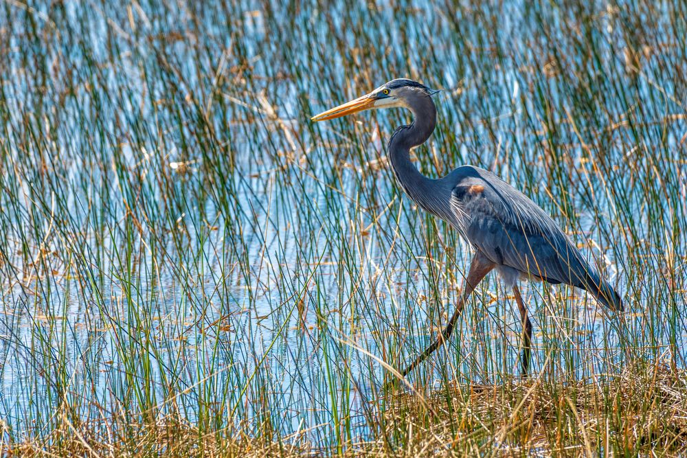 Heron at Chapel Trail Park Nature Preserve