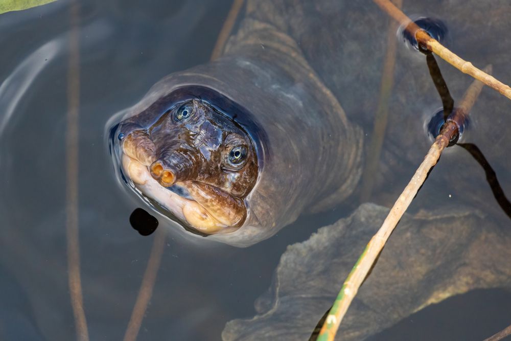 Turtle peaking out of the water at Chapel Trail Park Nature Preserve