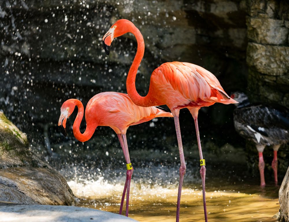 Flamingos at Charles Paddock Zoo