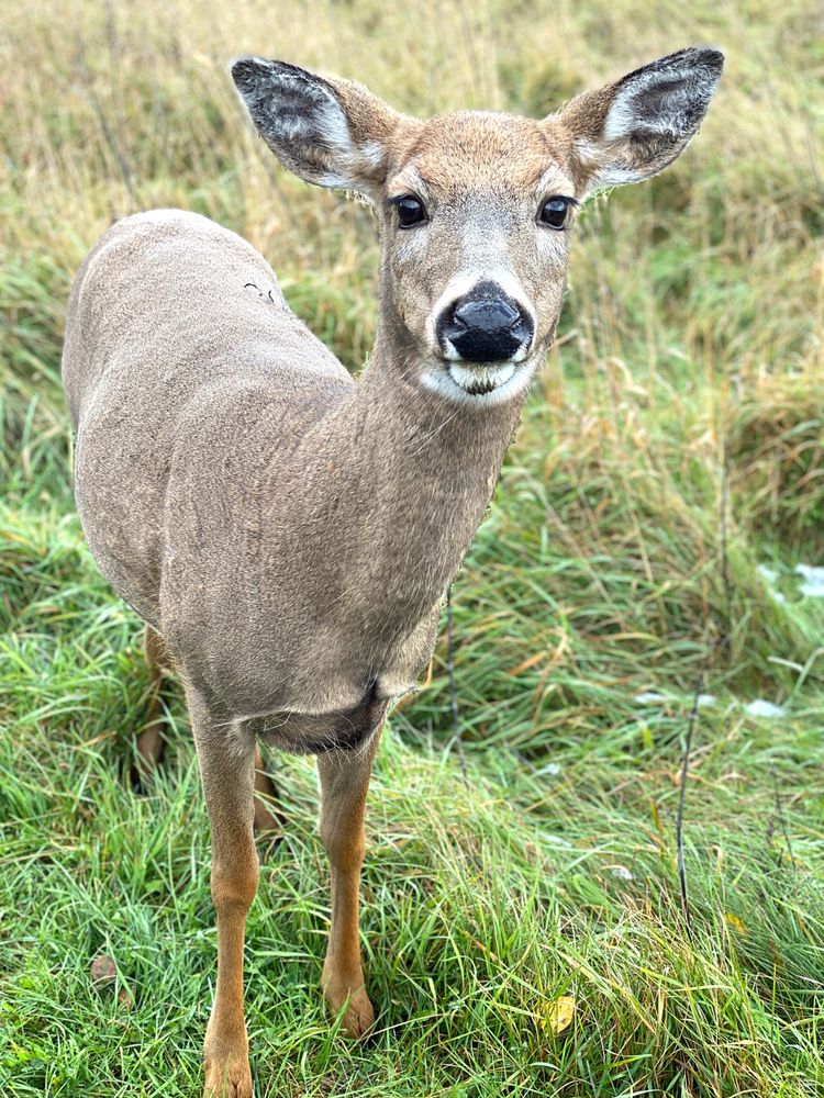 Deer in Chequamegon-Nicolet National Forest