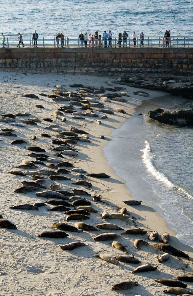 People looking at the seals in Children's Pool
