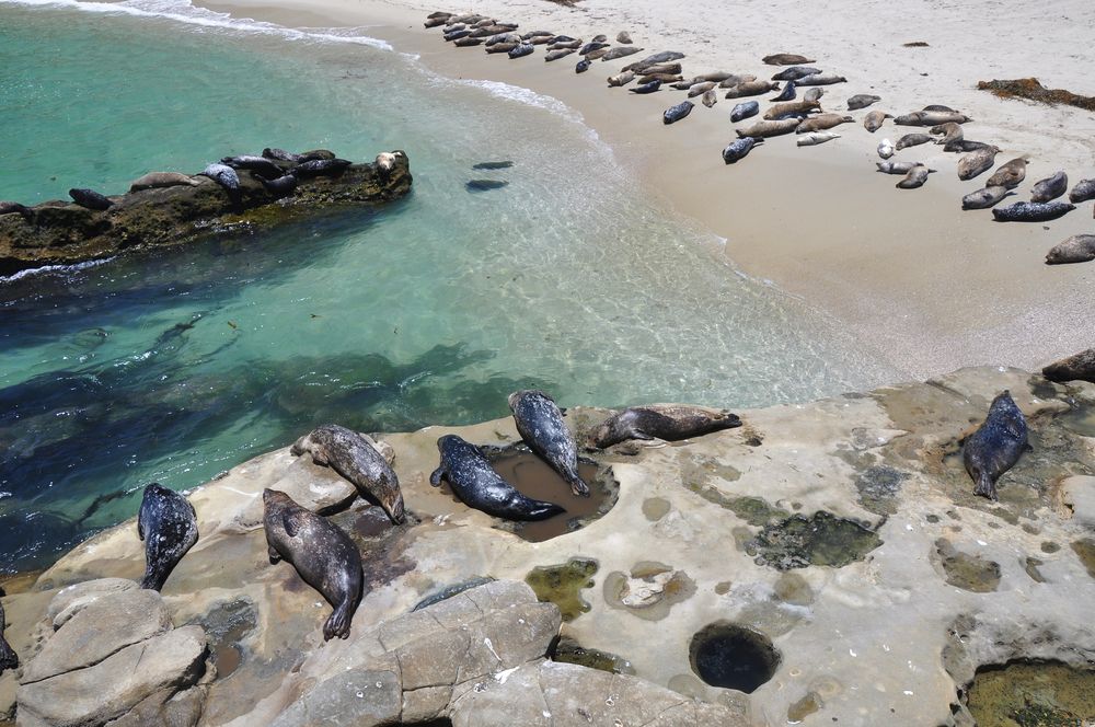 Seals at Children's Pool in La Jolla