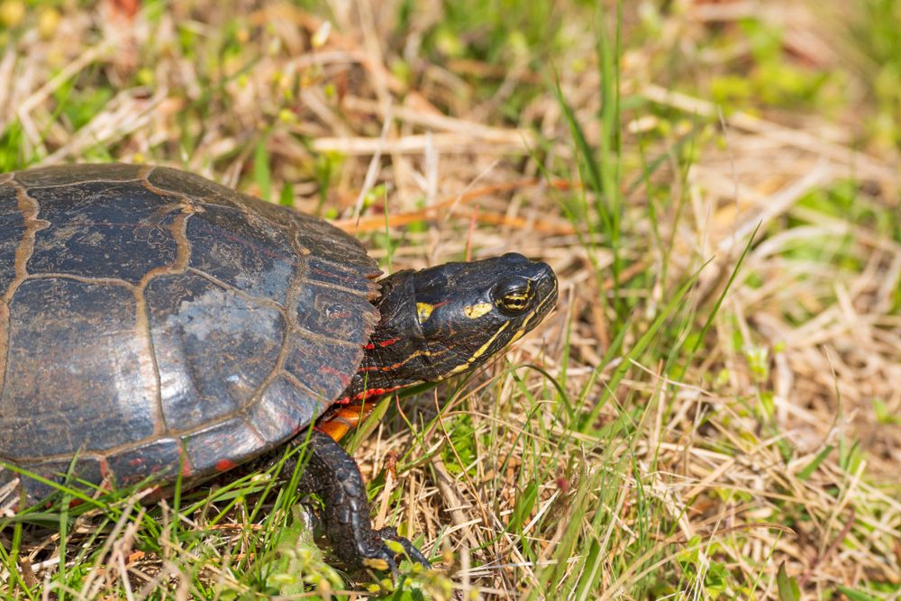 Turtle at Chincoteague National Wildlife Refuge
