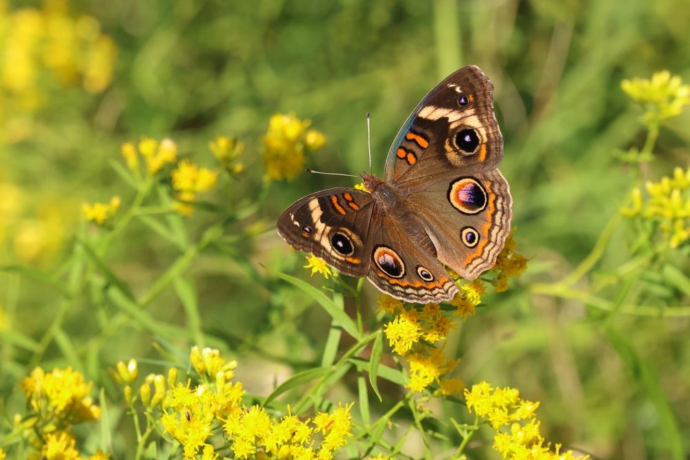 Beautiful butterfly collecting nector from a yellow flower at Chincoteague National Wildlife Refuge