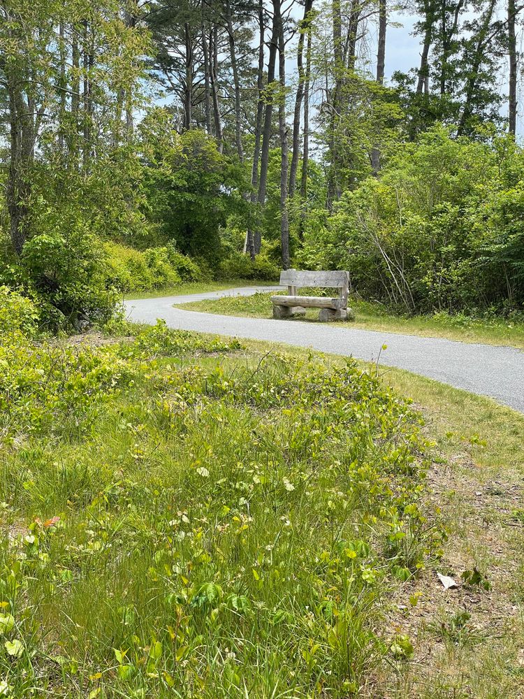 Scenic trail at Chincoteague National Wildlife Refuge