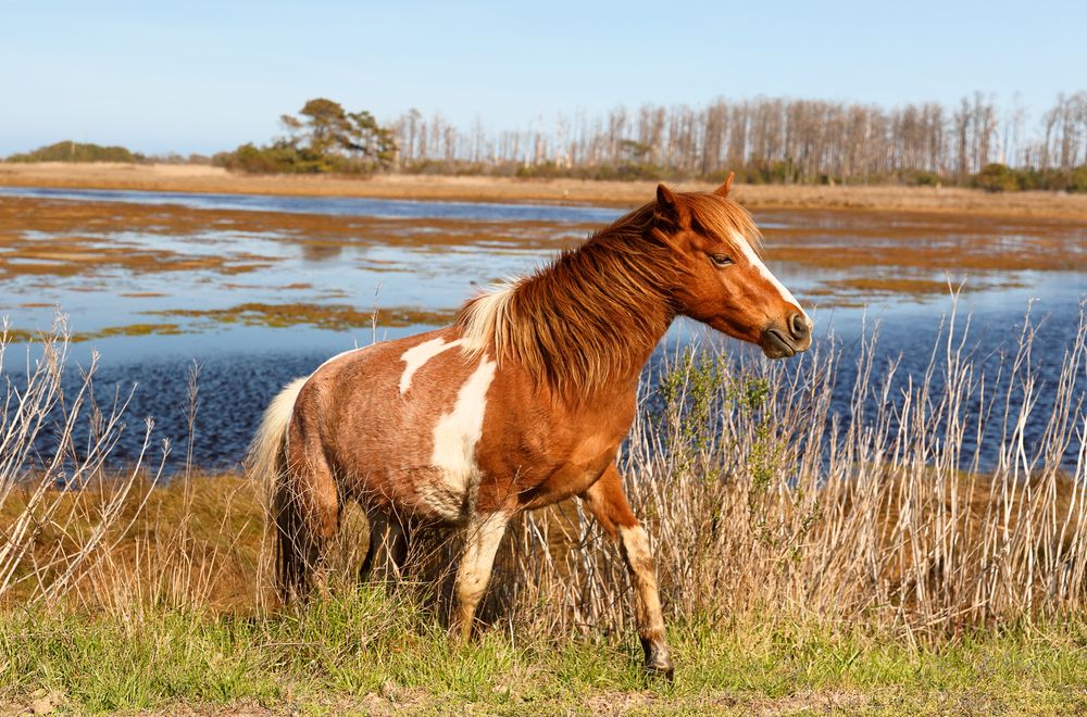 Beautiful horse at Chincoteague National Wildlife Refuge